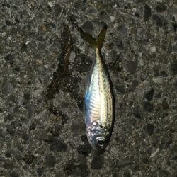 サビキ釣り