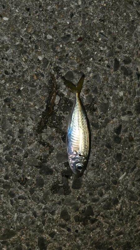 サビキ釣り