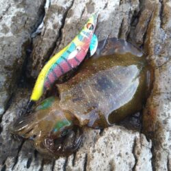 越前海岸の秋イカ