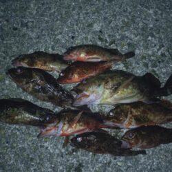 ウキ釣り根魚狙い🎣