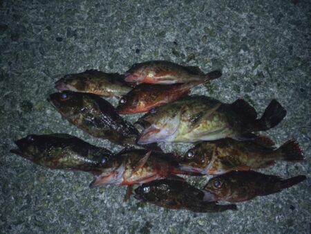ウキ釣り根魚狙い🎣