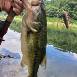 ハイプレッシャーの中、ボトムで数釣り