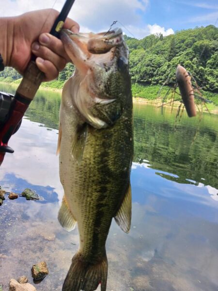 ハイプレッシャーの中、ボトムで数釣り