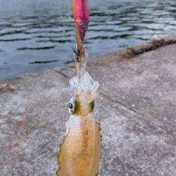 久々のエギング
