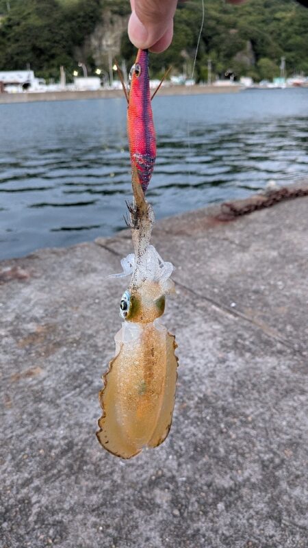 久々のエギング