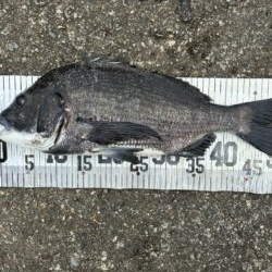 イチノ兄弟、釣果！