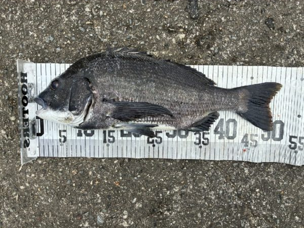 イチノ兄弟、釣果！