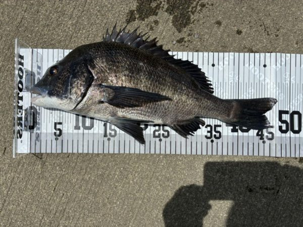 イチノ兄弟、釣果！