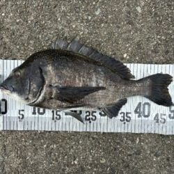 イチノ兄弟、釣果！