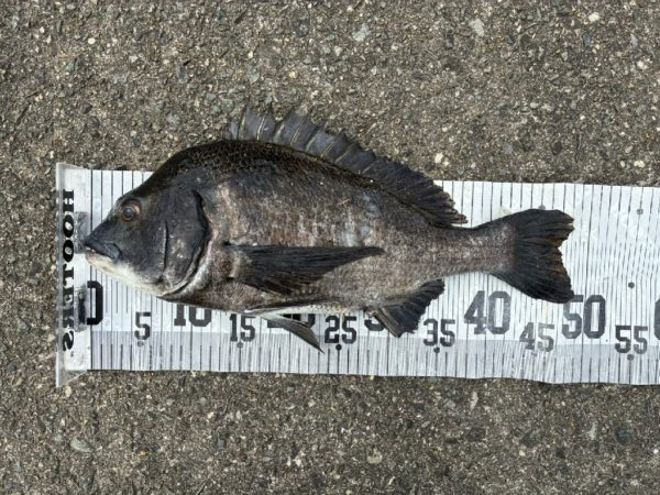 イチノ兄弟、釣果！