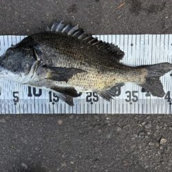 イチノ兄弟、釣果!