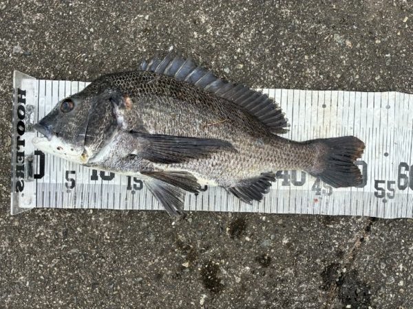 イチノ兄弟、釣果！
