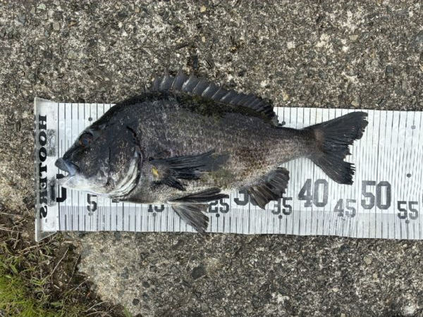 イチノ兄弟、釣果！