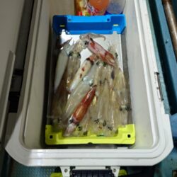 今季2回のイカメタル