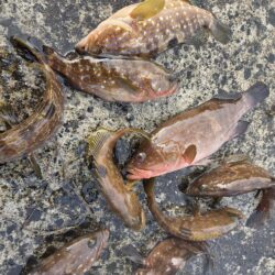 数釣り