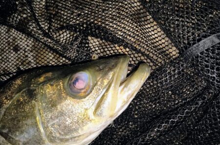 真夏の淀川鱸