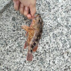 青物は不発