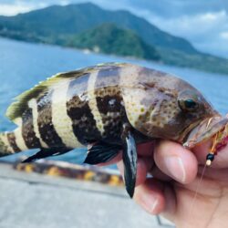 アオハタは裏切らない
