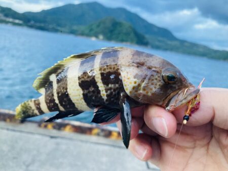 アオハタは裏切らない