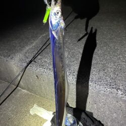 息子と太刀魚調査