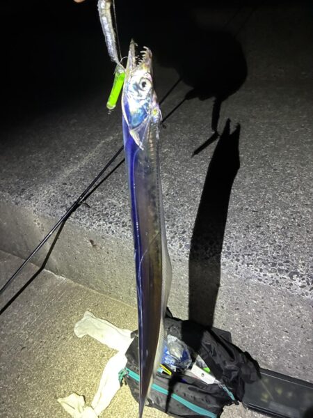息子と太刀魚調査