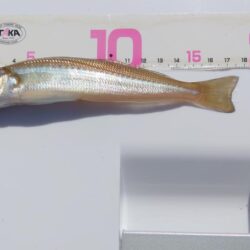 今シーズン7回目のキス釣り