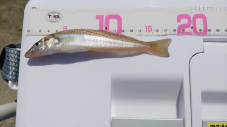 今シーズン7回目のキス釣り