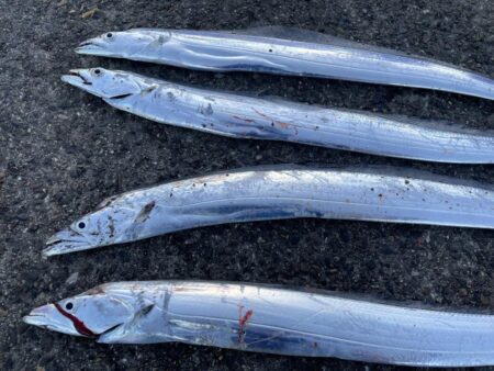 2026和歌山太刀魚開幕！！！