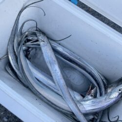 太刀魚