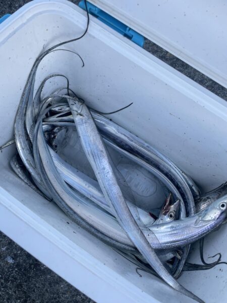 太刀魚