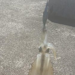 新子エギング