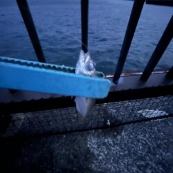 アジぼちぼち イワシ大量発生中
