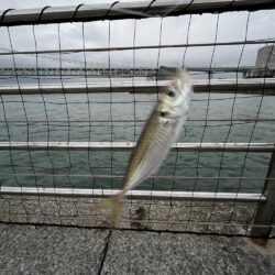 アジ成長中