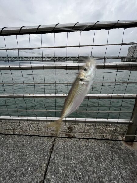 アジ成長中