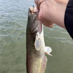 夏休み北山田でナマズ56cm