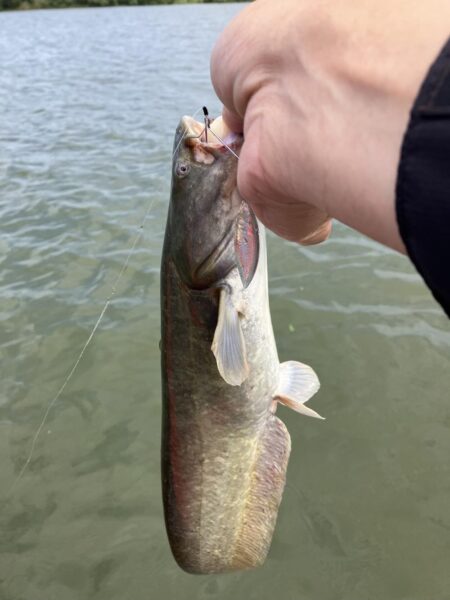 夏休み北山田でナマズ56cm