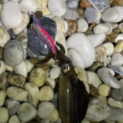 アオリイカ釣り