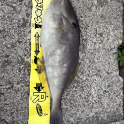 なんなんこの魚??