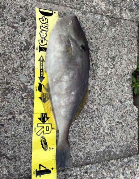 なんなんこの魚??