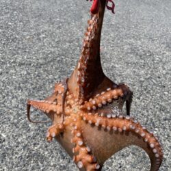 こましなタコ