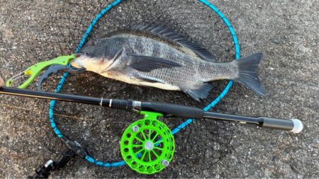 43cm2枚