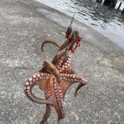 今シーズン最大でもキロ無し
