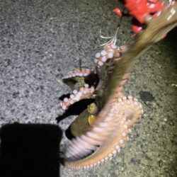 そろそろ終焉？