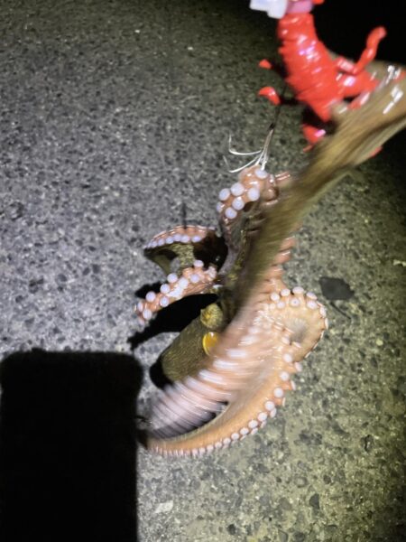 そろそろ終焉？