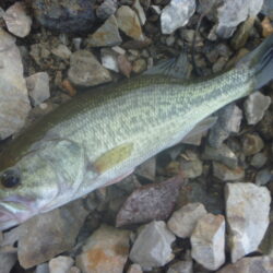 べた凪バス釣り