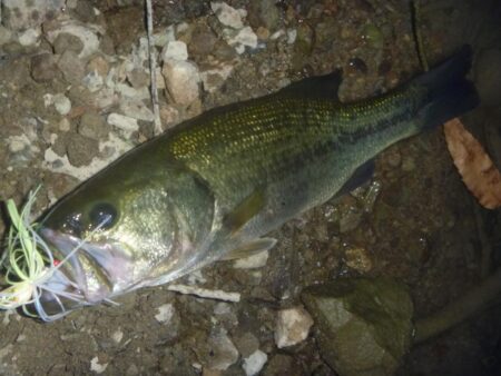 スピナーベイトでバス釣り