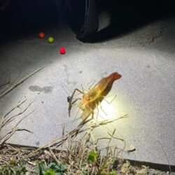 ハイシーズン手長エビ