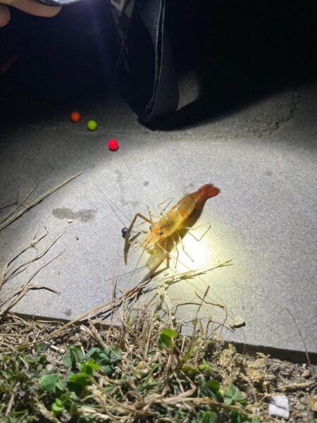 ハイシーズン手長エビ