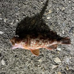 根魚がよく遊んでくれました