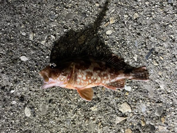 根魚がよく遊んでくれました